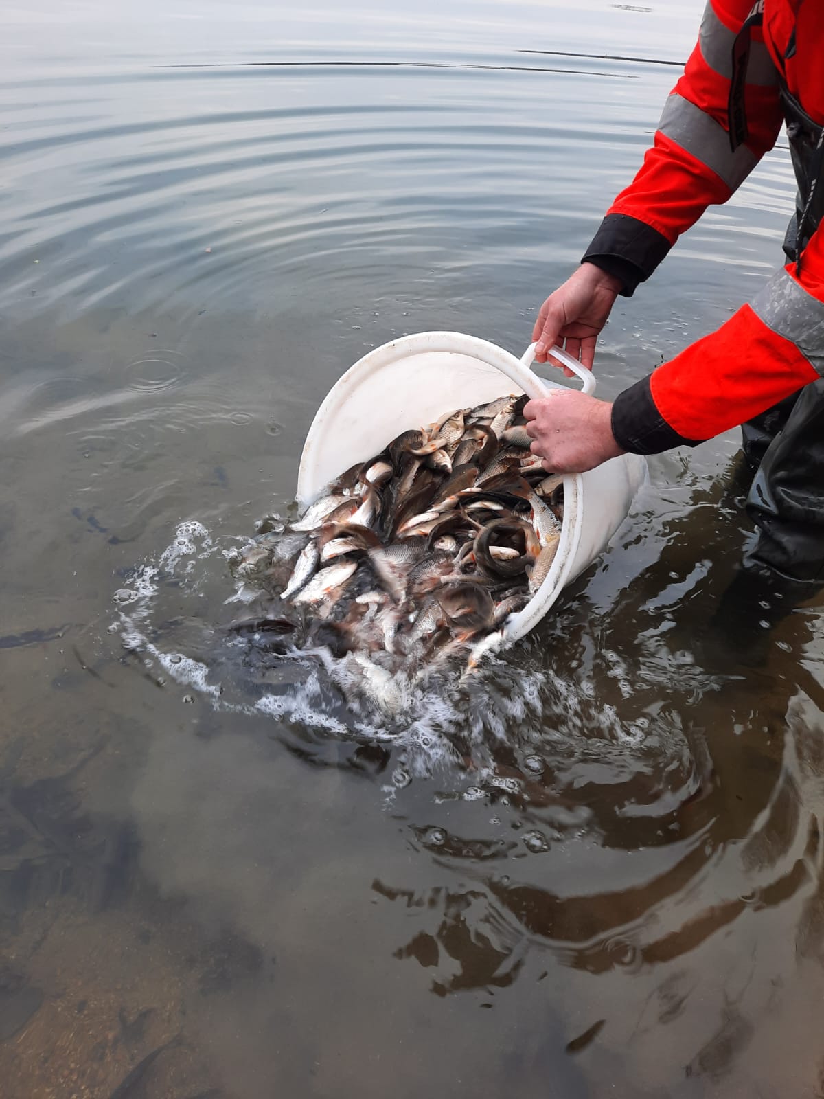 Besatzfische im Frischwasser